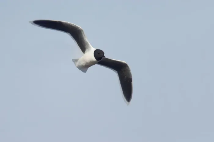 Framed Print : Little Gull - In Flight Larus minutus Hailuoto Island, Finland BI014572 Framed Print : Little Gull - In Flight Larus minutus Hailuoto Island, Finland BI014572