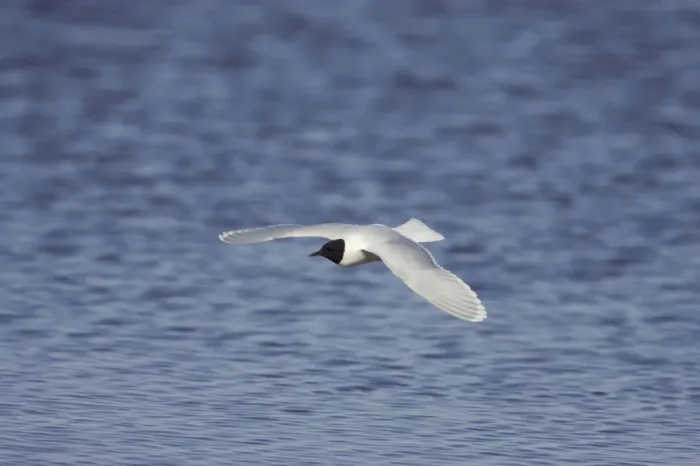 Framed Print : Little Gull - In Flight Larus minutus Hailuoto Island, Finland BI014573 Framed Print : Little Gull - In Flight Larus minutus Hailuoto Island, Finland BI014573