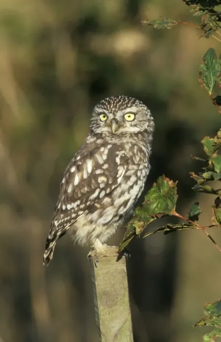 Framed Print : Little Owl Framed Print : Little Owl