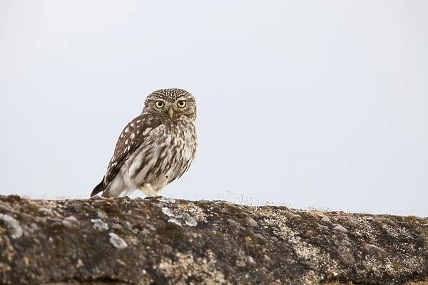 Little Owl - adult perching on a wall - Southern Spain