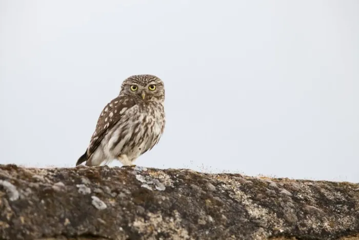 Framed Print : Little Owl - adult perching on a wall - Southern Spain