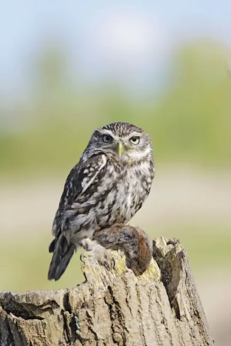 Framed Print : Little Owl - with bank vole prey - Bedfordshire - UK 007000 Framed Print : Little Owl - with bank vole prey - Bedfordshire - UK 007000