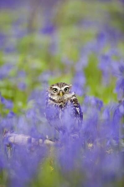 Little Owl - in bluebell wood - controlled conditions 10256