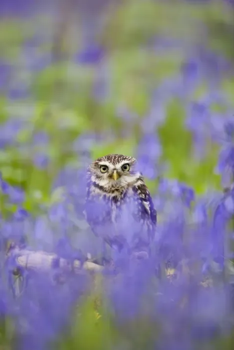 Framed Print : Little Owl - in bluebell wood - controlled conditions 10256