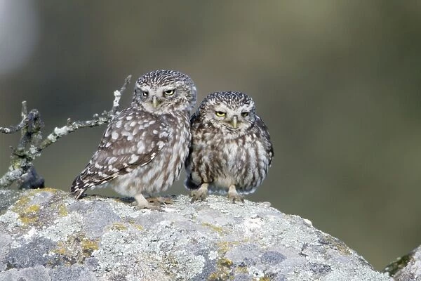 Little Owl - courting pair on boulder, Alentejo region, Portugal