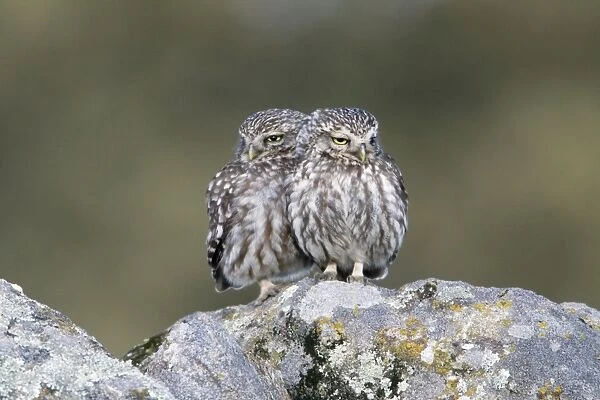 Little Owl - courting pair on boulder, Alentejo region, Portugal