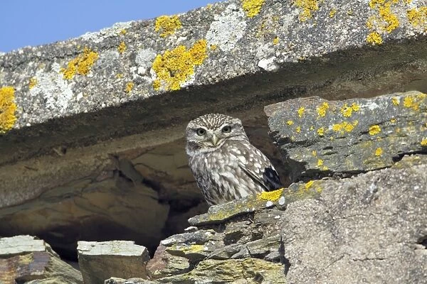 Little Owl - in derelict farm building, Alentejo region, Portugal