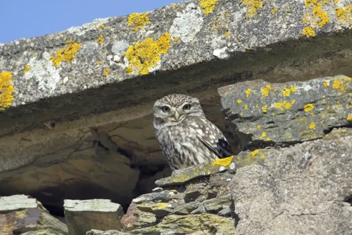 Framed Print : Little Owl - in derelict farm building, Alentejo region, Portugal Framed Print : Little Owl - in derelict farm building, Alentejo region, Portugal