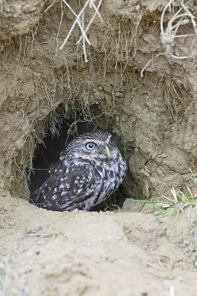 Little Owl - emerges from rabbit burrow - Bedfordshire - UK 006969