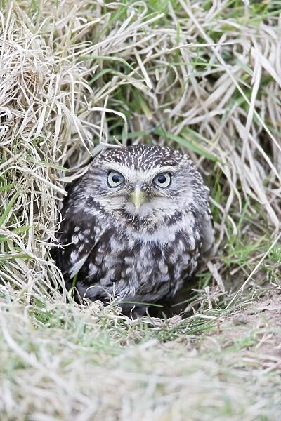 Little Owl - emerges from rabbit burrow - Bedfordshire - UK 006972