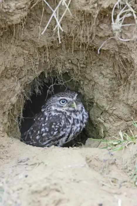 Framed Print : Little Owl - emerges from rabbit burrow - Bedfordshire - UK 006969