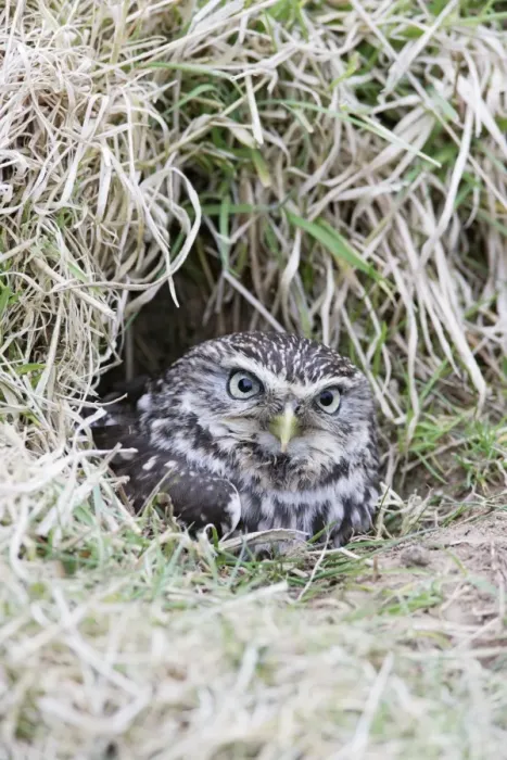 Framed Print : Little Owl - emerges from rabbit burrow - Bedfordshire - UK 006971 Framed Print : Little Owl - emerges from rabbit burrow - Bedfordshire - UK 006971