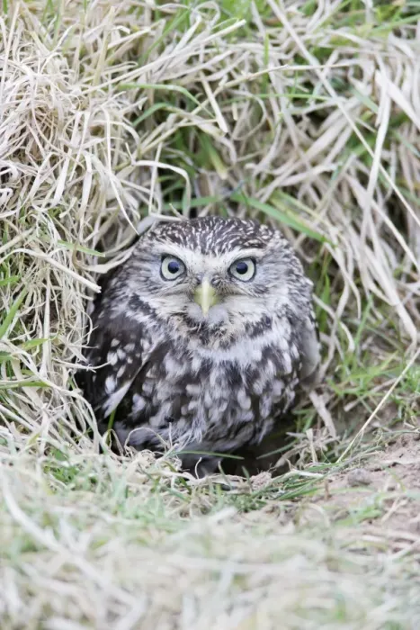 Framed Print : Little Owl - emerges from rabbit burrow - Bedfordshire - UK 006972 Framed Print : Little Owl - emerges from rabbit burrow - Bedfordshire - UK 006972