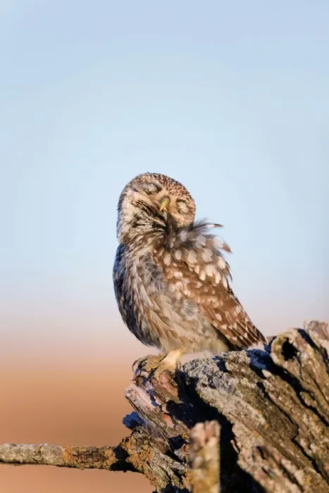 Framed Print : Little Owl - with eyes closed - Spain Framed Print : Little Owl - with eyes closed - Spain
