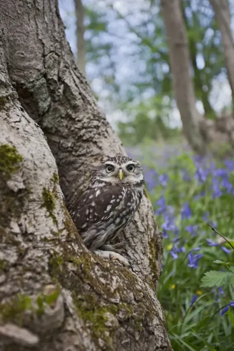 Framed Print : Little Owl - in hole in tree - controlled conditions 10267 Framed Print : Little Owl - in hole in tree - controlled conditions 10267