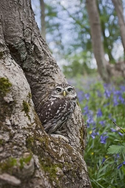 Little Owl - in hole in tree - controlled conditions 10267