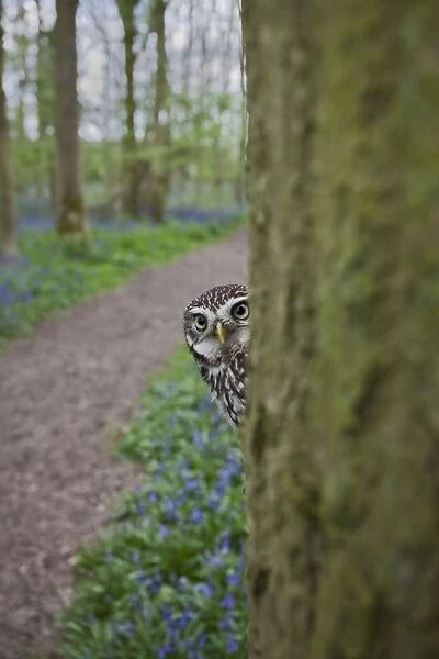 Little Owl - in hole in tree - controlled conditions 10262