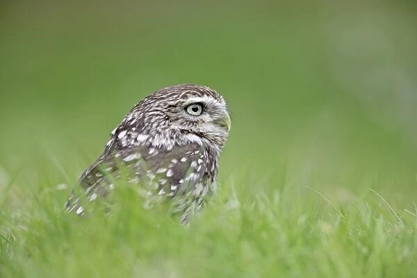 Little Owl - in long grass - Bedfordshire - UK 007156