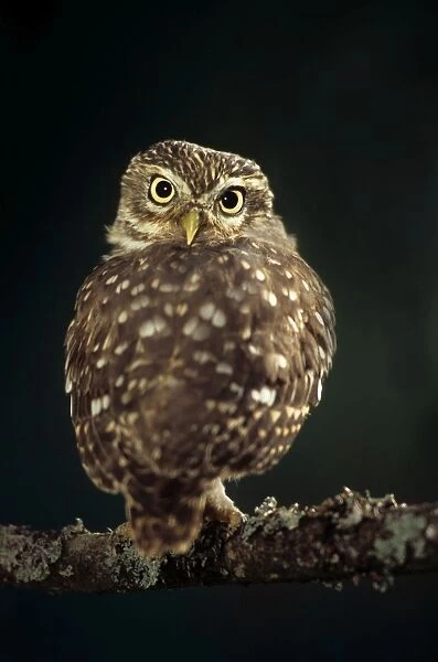 Little Owl - looking backwards at night