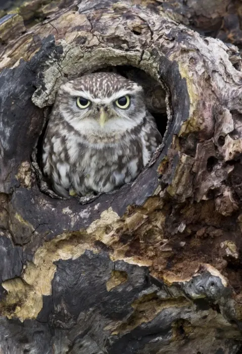 Framed Print : Little Owl - looking out of a hole in an old tree - November - Gloucester - England Framed Print : Little Owl - looking out of a hole in an old tree - November - Gloucester - England