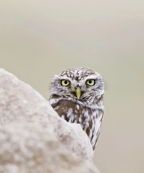 Little Owl - peering round a rock - April - Extremadura - Spain