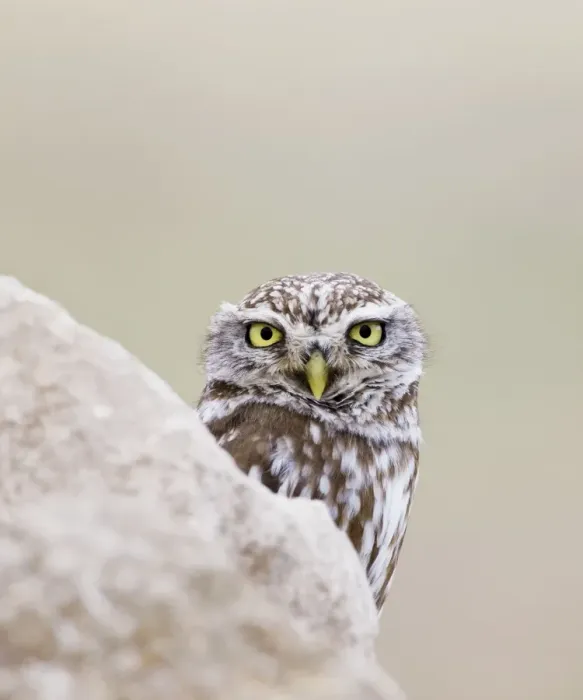 Framed Print : Little Owl - peering round a rock - April - Extremadura - Spain Framed Print : Little Owl - peering round a rock - April - Extremadura - Spain