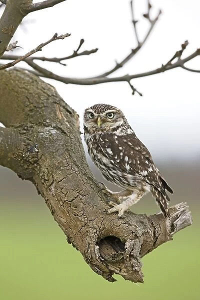 Little Owl - perched on ash tree - Bedfordshire - UK 006975