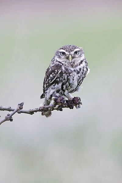 Little Owl - perched on ash twig - Bedfordshire - UK 006980