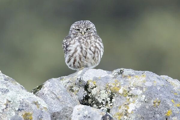 Little Owl - perched on boulder, Alentejo region, Portugal
