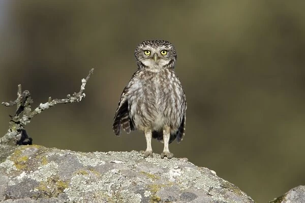 Little Owl - perched on boulder, alert, Alentejo region, Portugal