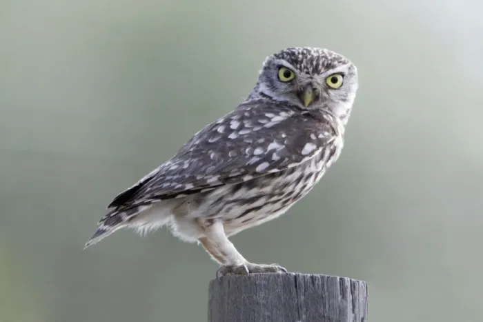 Framed Print : Little Owl - perched on post, Alentejo region, Portugal Framed Print : Little Owl - perched on post, Alentejo region, Portugal