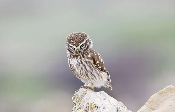 Little Owl - perched on rocks looking for food - April - Extremadura - Spain
