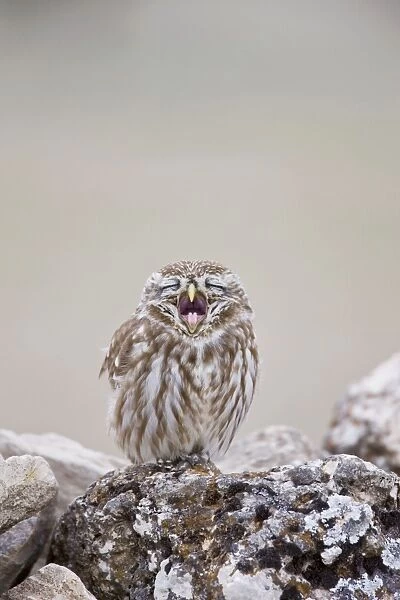 Little Owl - perched on rocks yawning - April - Extremadura - Spain