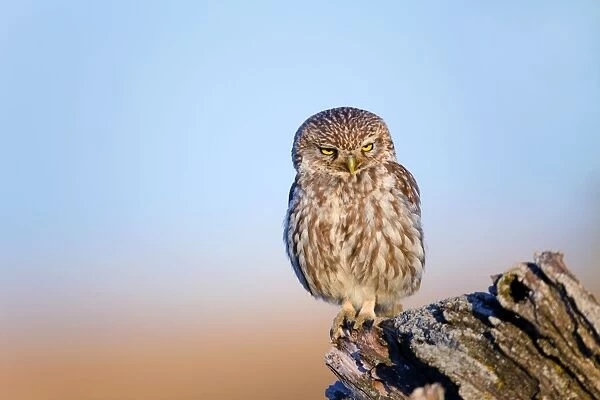 Little Owl - Spain