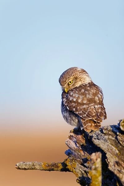 Little Owl - Spain