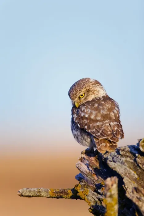 Framed Print : Little Owl - Spain Framed Print : Little Owl - Spain