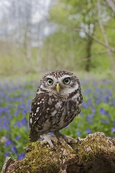 Little Owl - on stump in bluebell wood - controlled conditions 10271