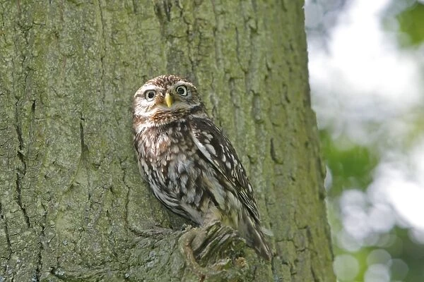 Little Owl - in tree