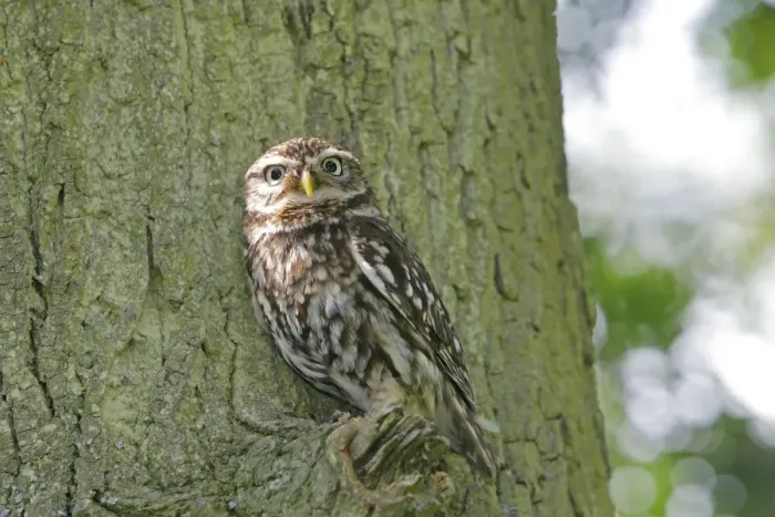 Framed Print : Little Owl - in tree Framed Print : Little Owl - in tree
