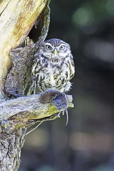 Little Owl - on tree with bank vole prey - Bedfordshire - UK 007006