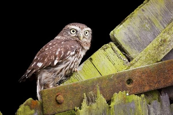 Little Owl - UK