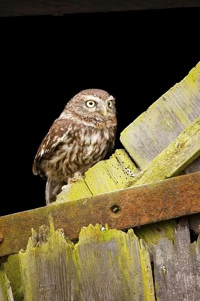 Little Owl - UK
