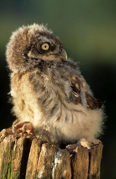 Little Owl - young on post in morning light. Rotating head to look backwards