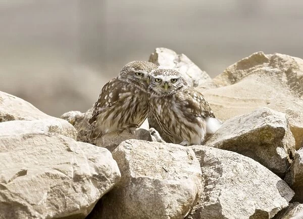 Little Owls - perched on rocks - April - Extremadura - Spain