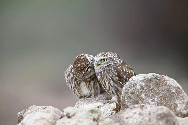 Little Owls - perched on rocks - April - Extremadura - Spain