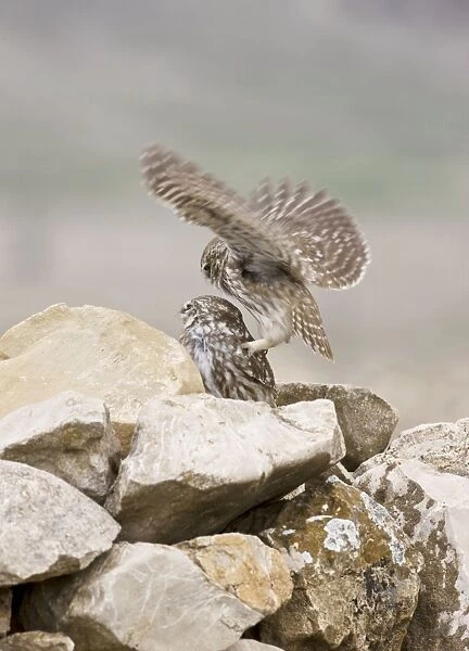 Little Owls - perched on rocks attempting to mate - April - Extremadura - Spain