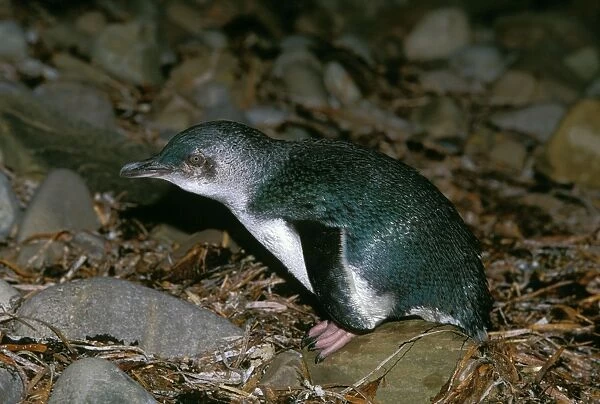 Little Penguin - Kangaroo Island - South Australia JPF40342