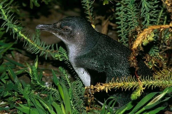 Little Penguin - Southern Australia to New Zealand JPF45854