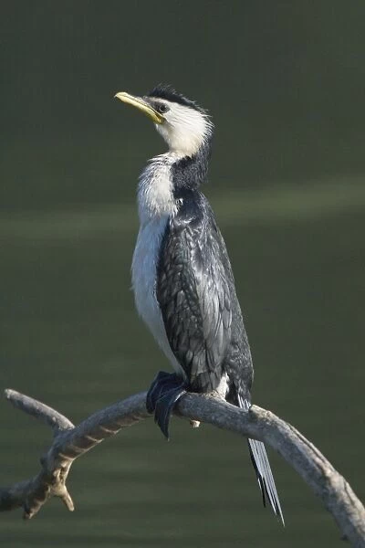 Little Pied Cormorant - Found around the Australian coastline and many inland areas such as farm dams, billabongs, swamps and inland creeks and rivers. On a suburban pond in Perth, Western Australia