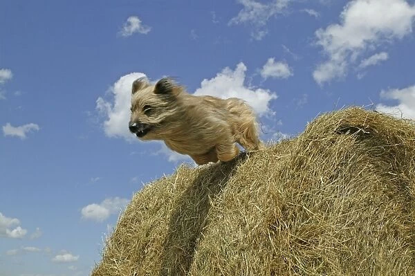 Little Pyrennean Sheepdog - Jumping over hay bale